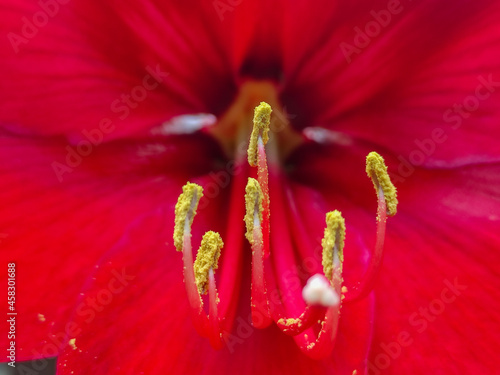 red hibiscus in the close-up shot. yellow pollens of the hibiscus on its pistil. the beautiful red flower that is also mentioned as a feminine flower.