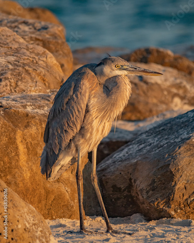 Heron in Orange Beach, Alabama