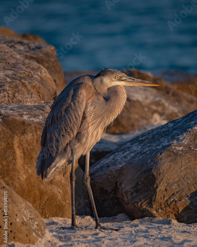 Heron in Orange Beach, Alabama