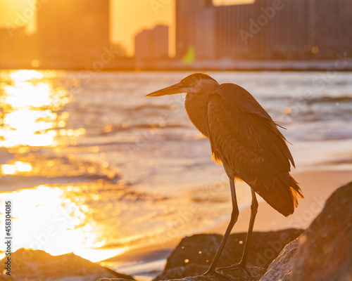 Heron in Orange Beach, Alabama