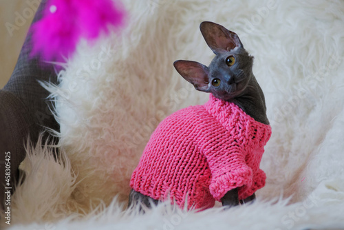 Foto Cornish Rex is a breed of domestic cat