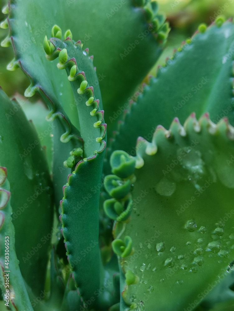 beautiful green leaves of the decorative plants that bloom in a group. a decorative plant that can beautify your home garden. beautiful green leaves of the decorative plants that bloom in a group. a decorative plant that can beautify your home garden.