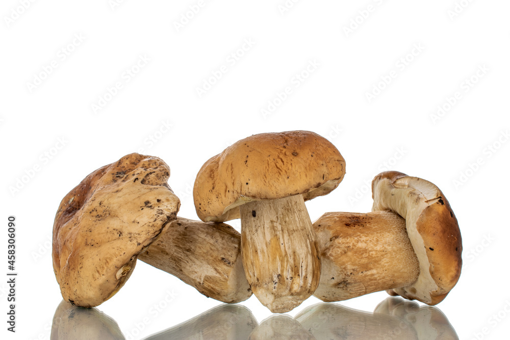 Several forest porcini mushrooms, close-up, isolated on white. Several forest porcini mushrooms, close-up, isolated on white.