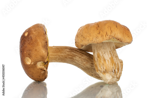 Two forest porcini mushrooms, close-up isolated on white.