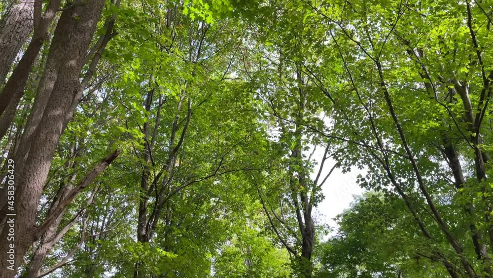 Lush foliage in green color at the Moccasin Trail Park in Toronto, Canada Lush foliage in green color at the Moccasin Trail Park in Toronto, Canada