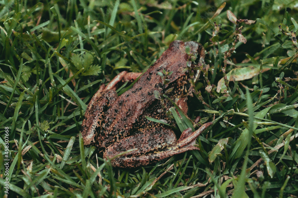 Obraz premium toad in the grass
