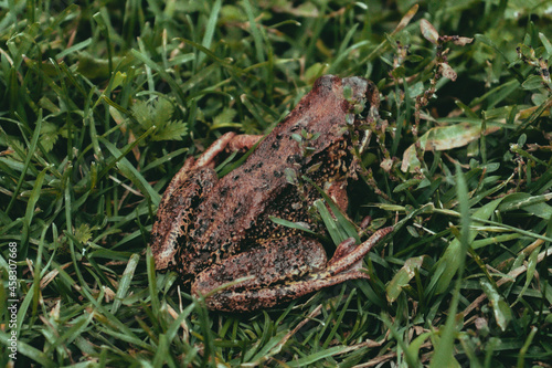  toad in the grass