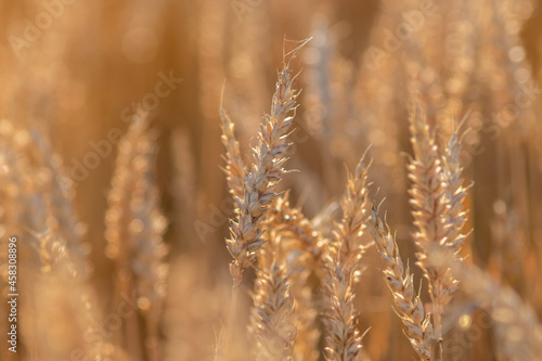 Beautiful close-up view of an agricultural field on a sunny summer evening. Golden rye in the wind. Selective focus, blurred background.