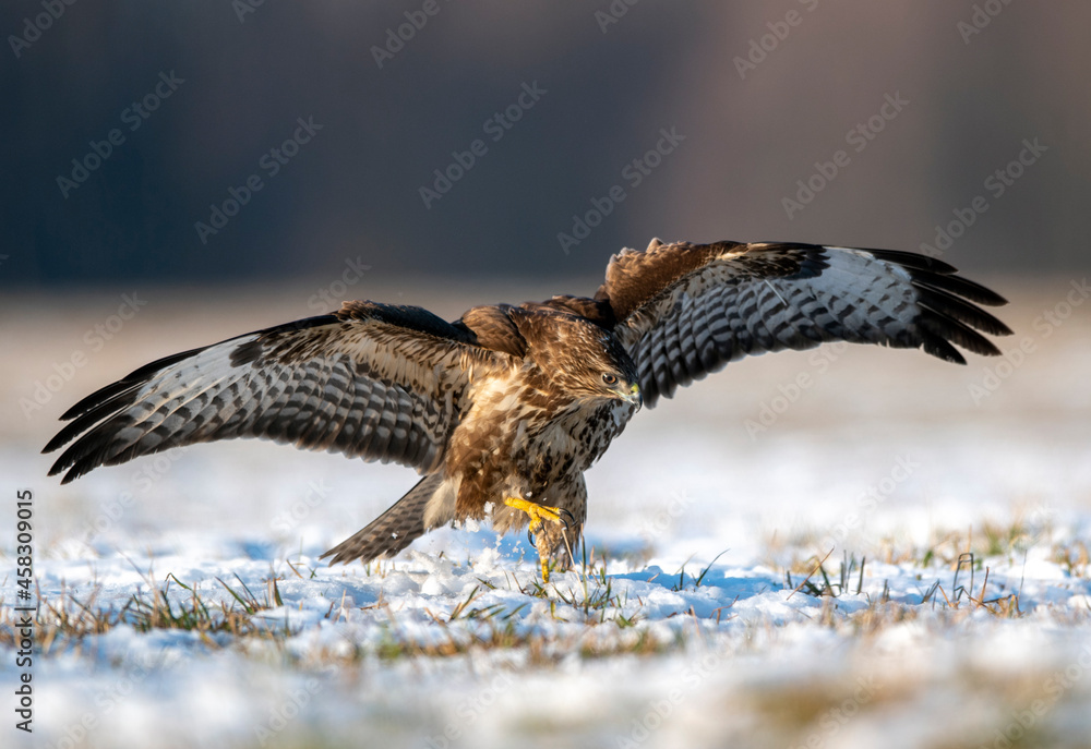 Fototapeta premium Common buzzard (Buteo buteo) during winter