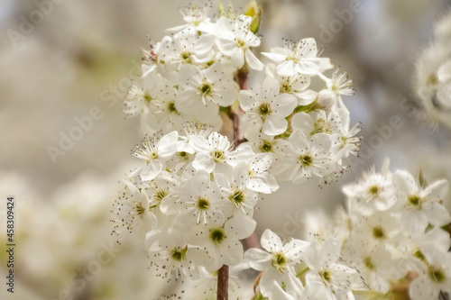 white cherry blossom