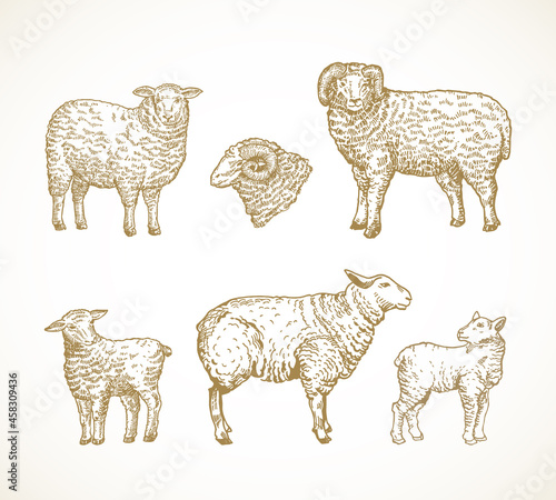 Hand Drawn Domestic Animals Vector Illustrations Set. Sheep, Ram and Lambs Sketches Collection. Engraving Style Drawings. Isolated
