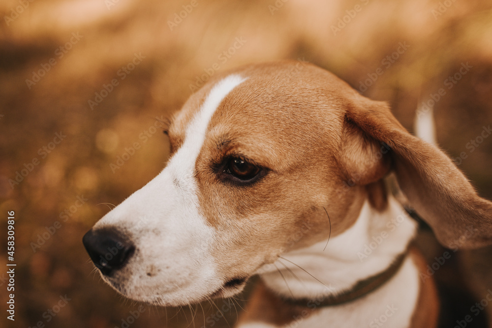 beagle dog portrait beagle dog portrait