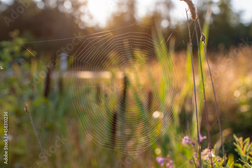 Out of focus photo of spider web on the grass on an early summer morning. Natural abstract background. Web texture.