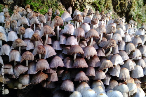 Wallpaper Mural inedible toadstool mushrooms. The concept of the prohibition of picking and poisoning inedible mushrooms. Torontodigital.ca