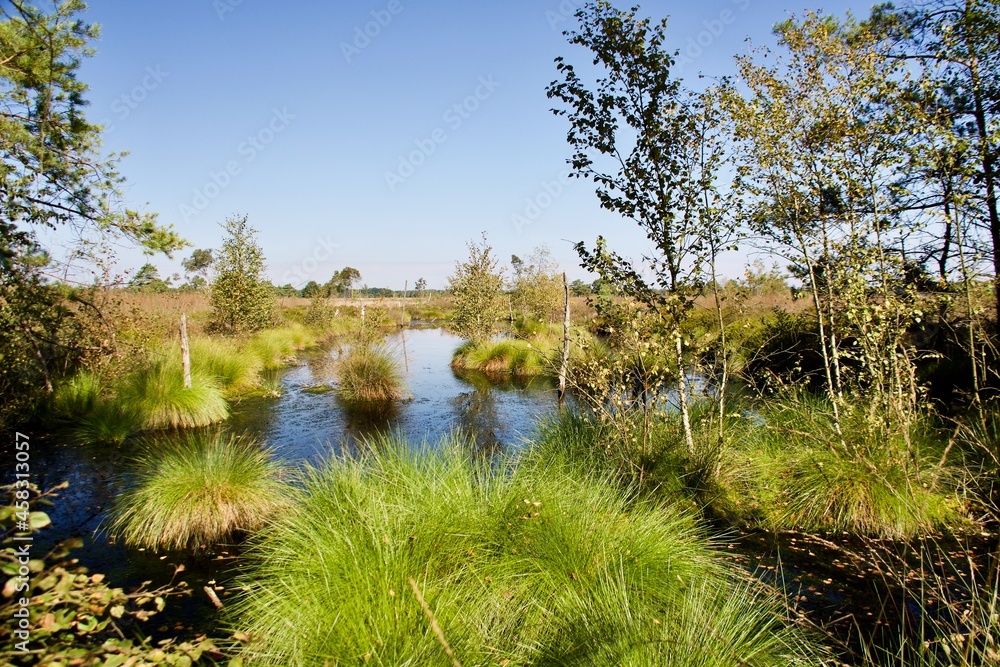 Pietzmoor im Naturschutzgebiet Lüneburger Heide Pietzmoor im Naturschutzgebiet Lüneburger Heide