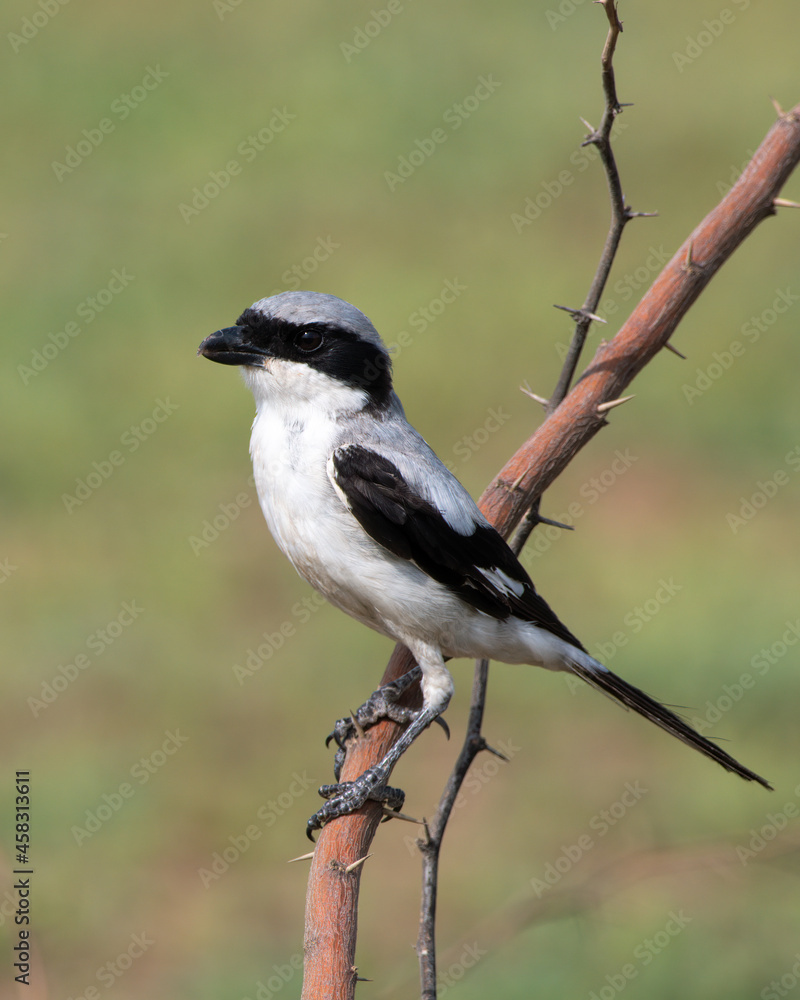 Great grey shrike perched on a branch at Shokaliya, Rajasthan, India Great grey shrike perched on a branch at Shokaliya, Rajasthan, India