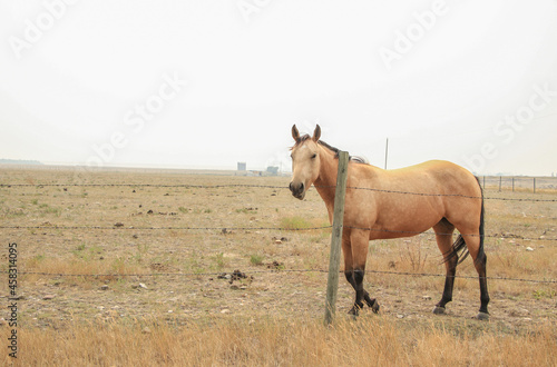Tan colored horse  in a field surrounded by wildfire smoke. Alberta Prairies  summer of 2021.