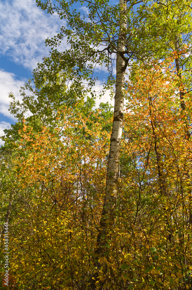 Autumn. Coming to a Forest near You. Autumn. Coming to a Forest near You.