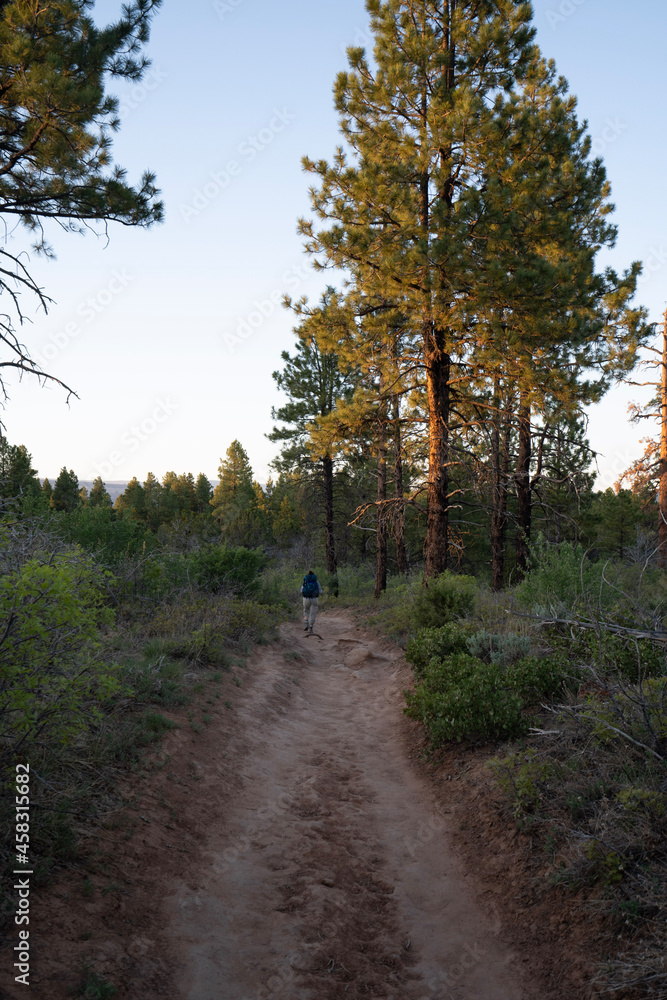 Obraz premium path in the woods