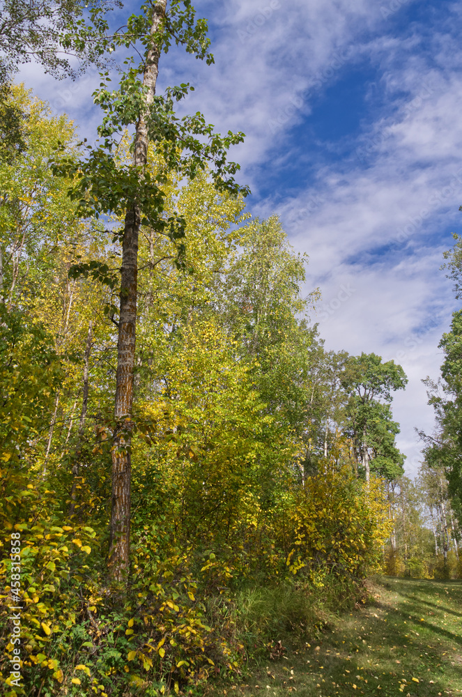 Fototapeta premium Autumn. Coming to a Forest near You.