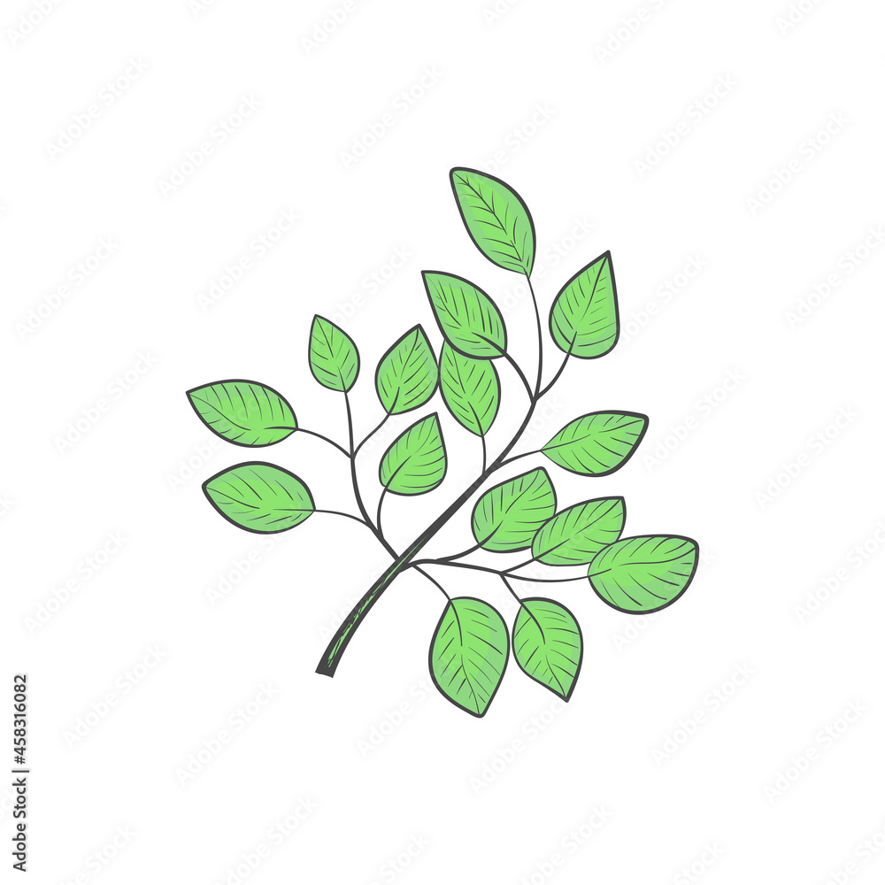 Moringa. Branch and leaves. Sketch. Editable color.