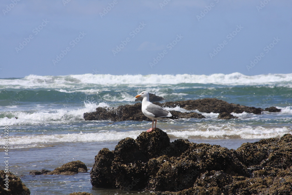 Seagull Rock