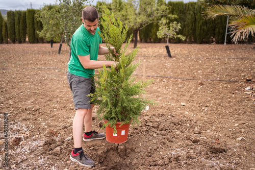 Gardener preparing to plant pine tree in countryside