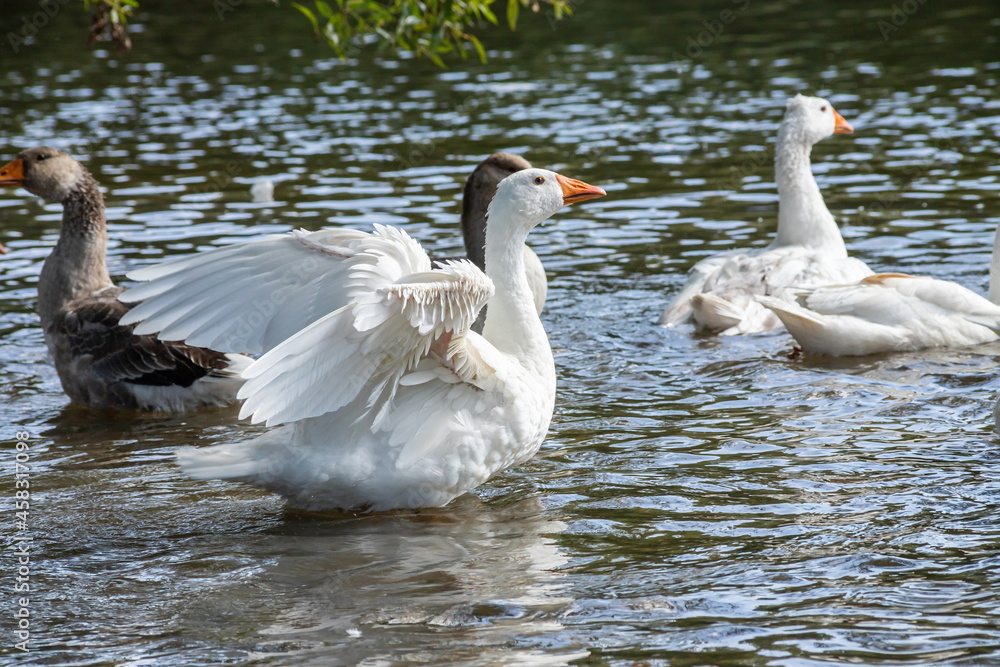 Obraz premium group of domestic white farm geese swim and splash water drops in dirty muddy water, enjoy first warm sun rays, peace and tranquillity of nature