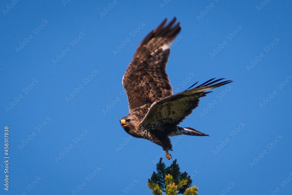 Fototapeta premium Rough-legged Buzzard defending the nest in Swedish Lappland