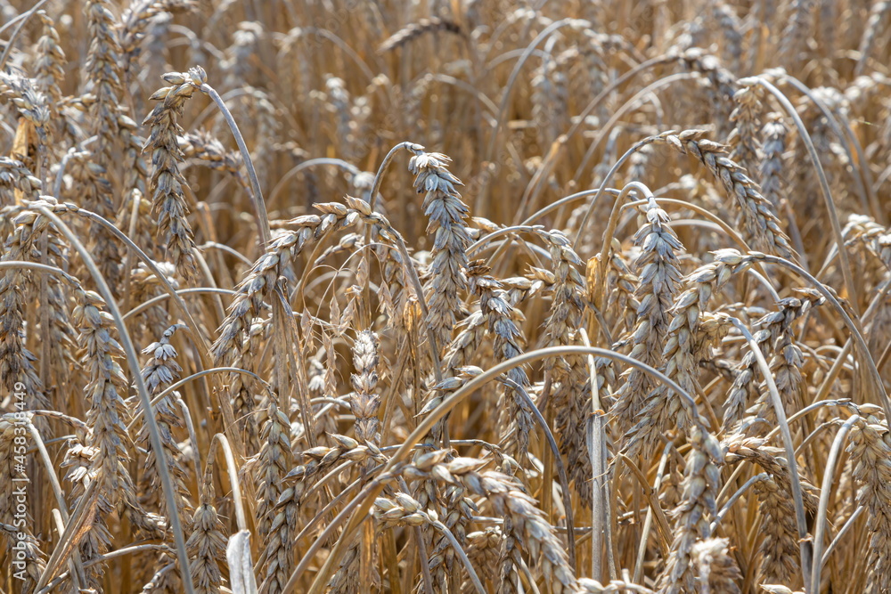 Fototapeta premium Field of Golden wheat under the blue sky and clouds