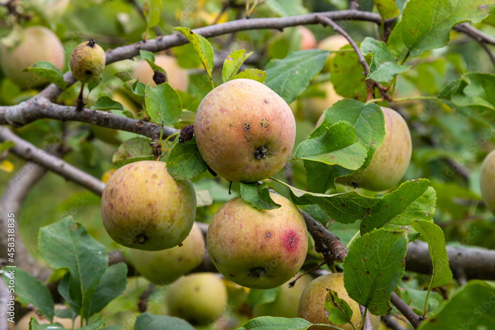 branch of ripe apples on a tree in a garden branch of ripe apples on a tree in a garden