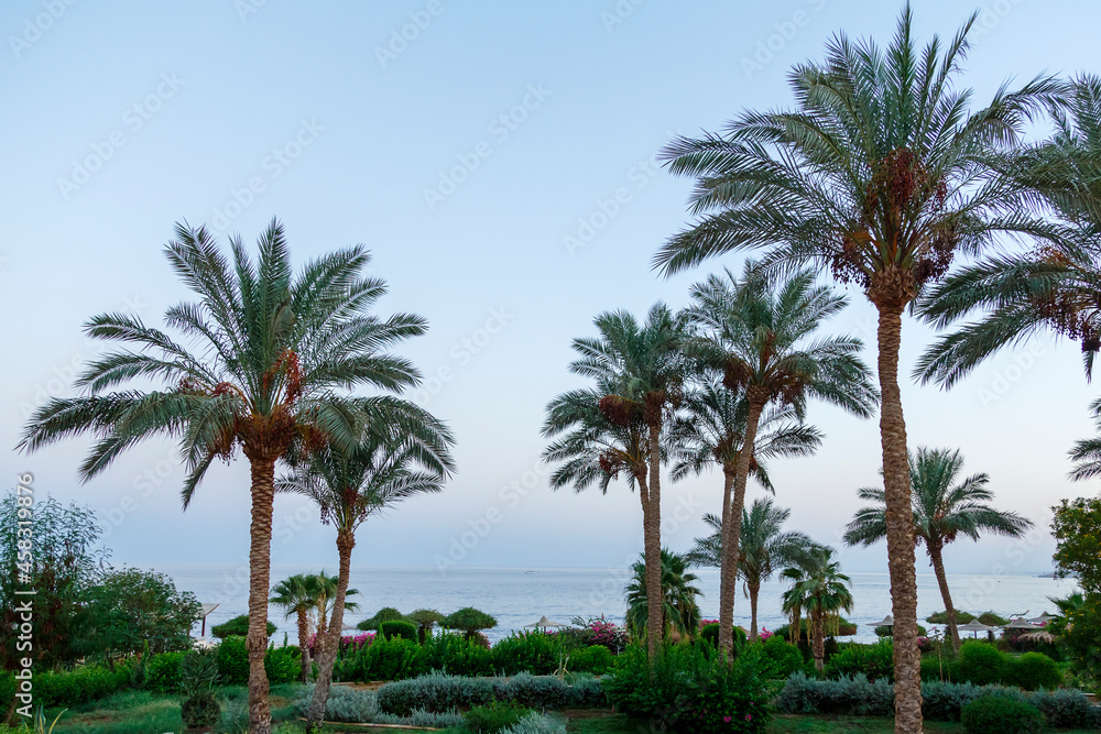 Palm trees on the sea coast before sunset.