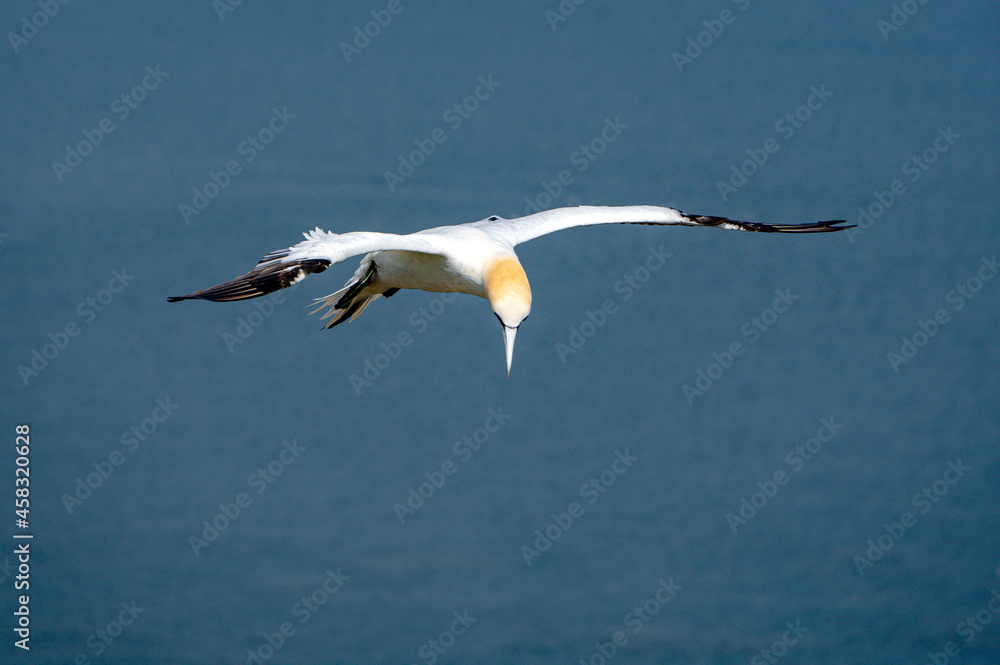 Northern gannet, morus bassanus, in flight