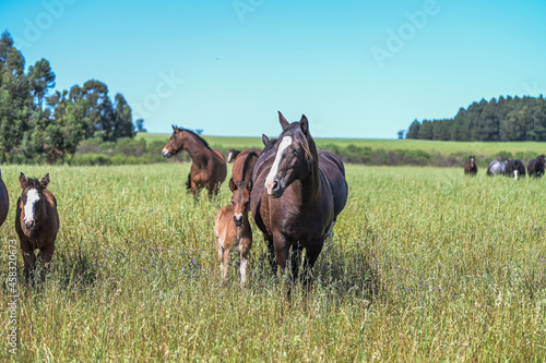  Cavalos no campo