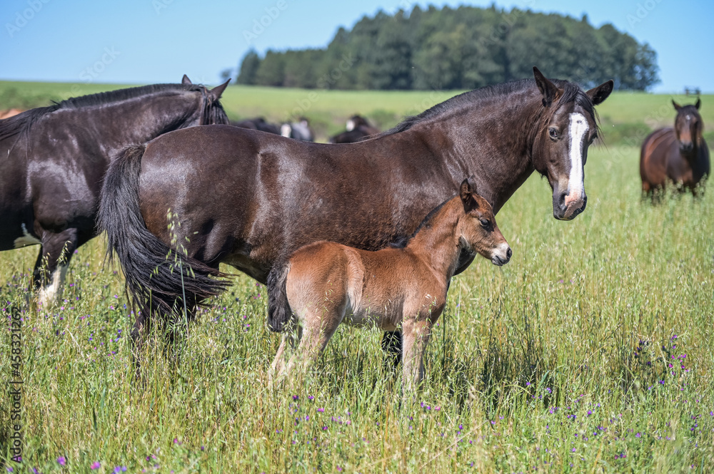 Fototapeta premium Cavalos no campo