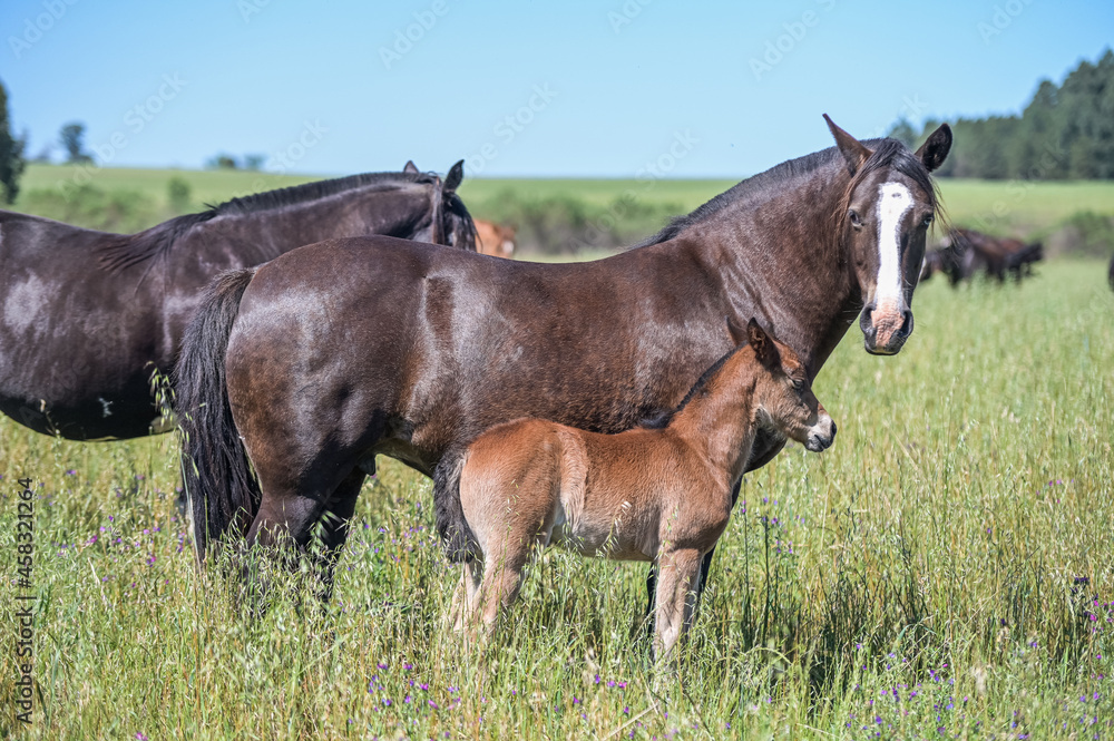 Cavalos no campo