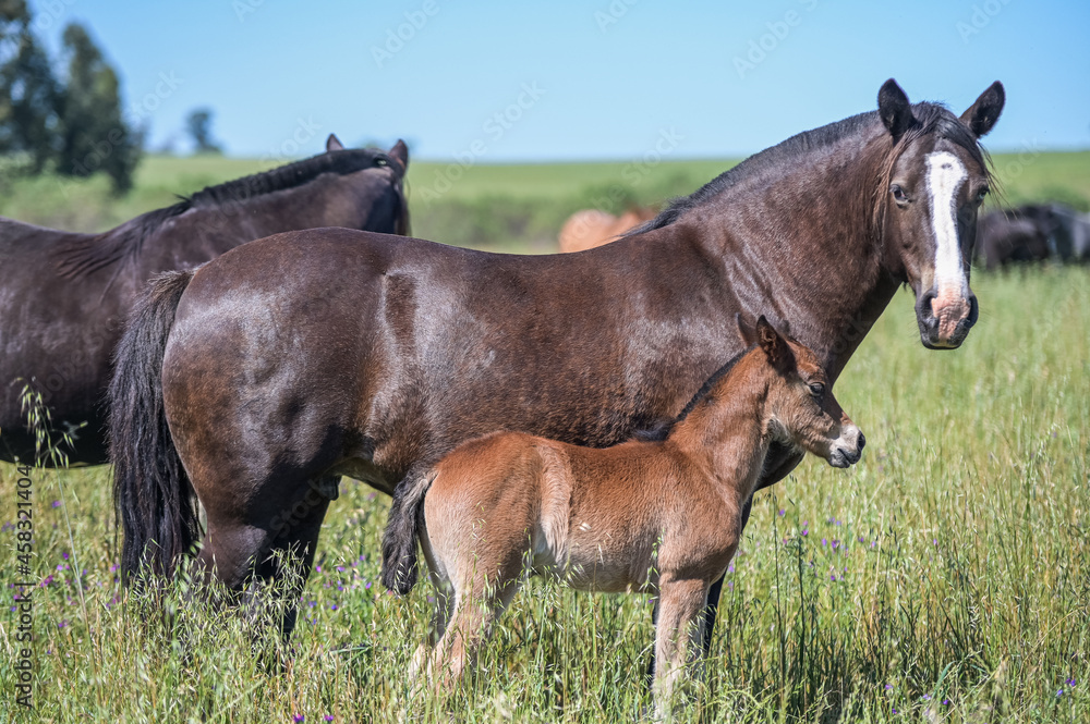 Obraz premium Cavalos no campo