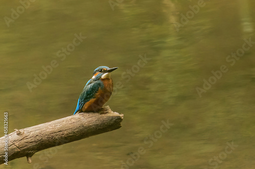 cute kingfisher on a branch