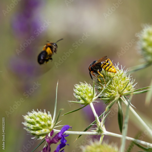 Bee on flowers of eryngium. Bee pollinates a flower in the garden © Oleh Marchak