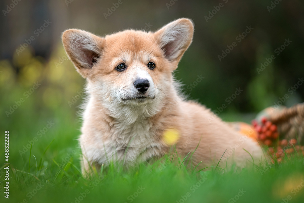 Pembroke Welsh Corgi - szczeniak siedzi na trawie