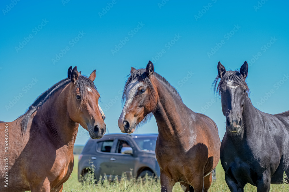 Obraz premium Cavalos no campo