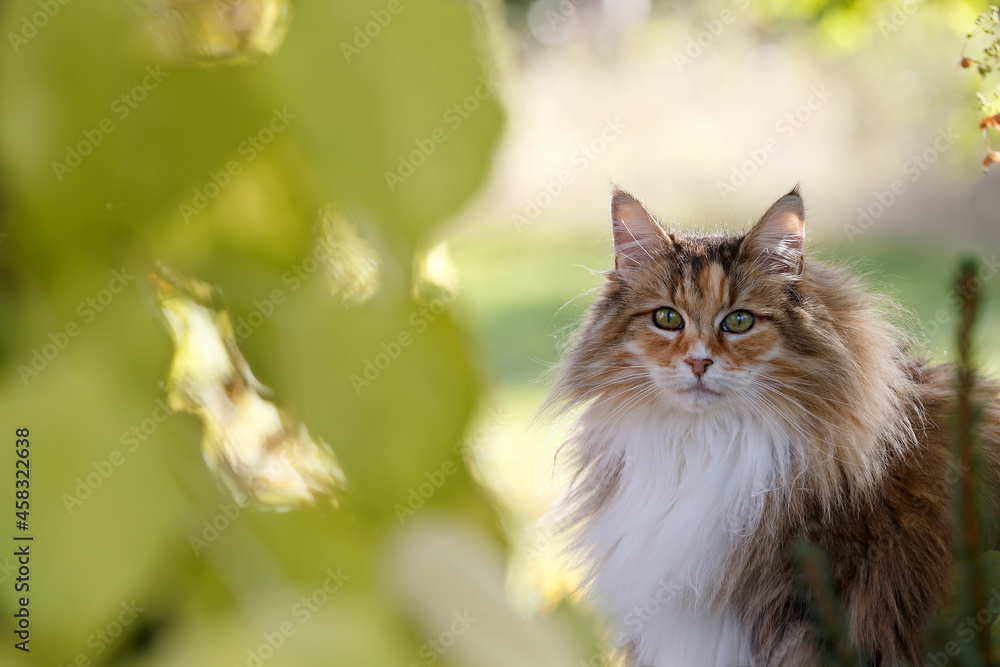 A beautiful norwegian forest cat female outdoors in autumnal light