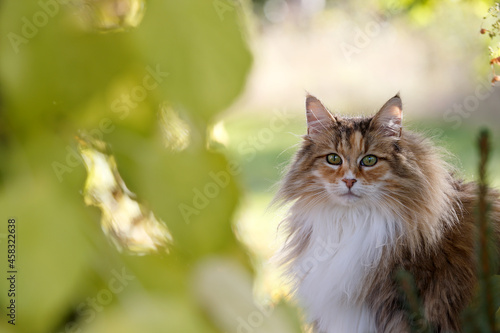 A beautiful norwegian forest cat female outdoors in autumnal light