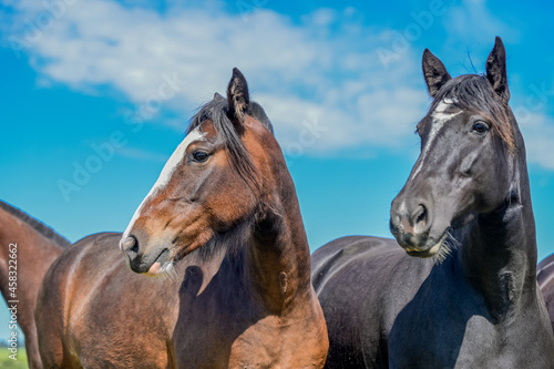 Fototapeta Naklejka Na Ścianę i Meble -  Cavalos no campo