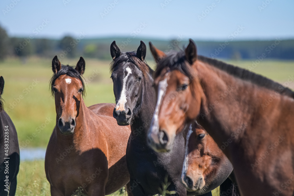 Cavalos no campo