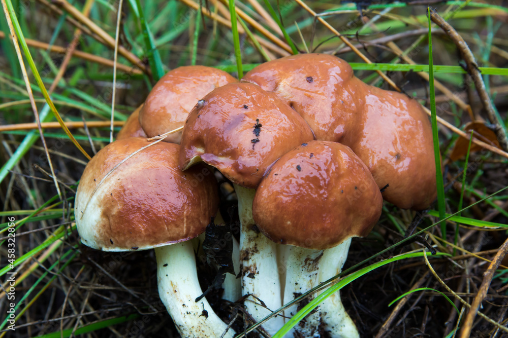 Suillus luteus in the autumn dry coniferous wood. Slippery Jack or sticky bun mushrooms Suillus luteus in the autumn dry coniferous wood. Slippery Jack or sticky bun mushrooms