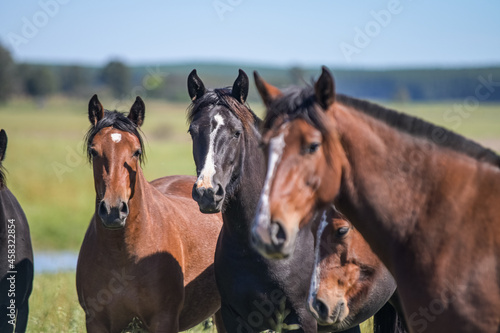 Cavalos no campo