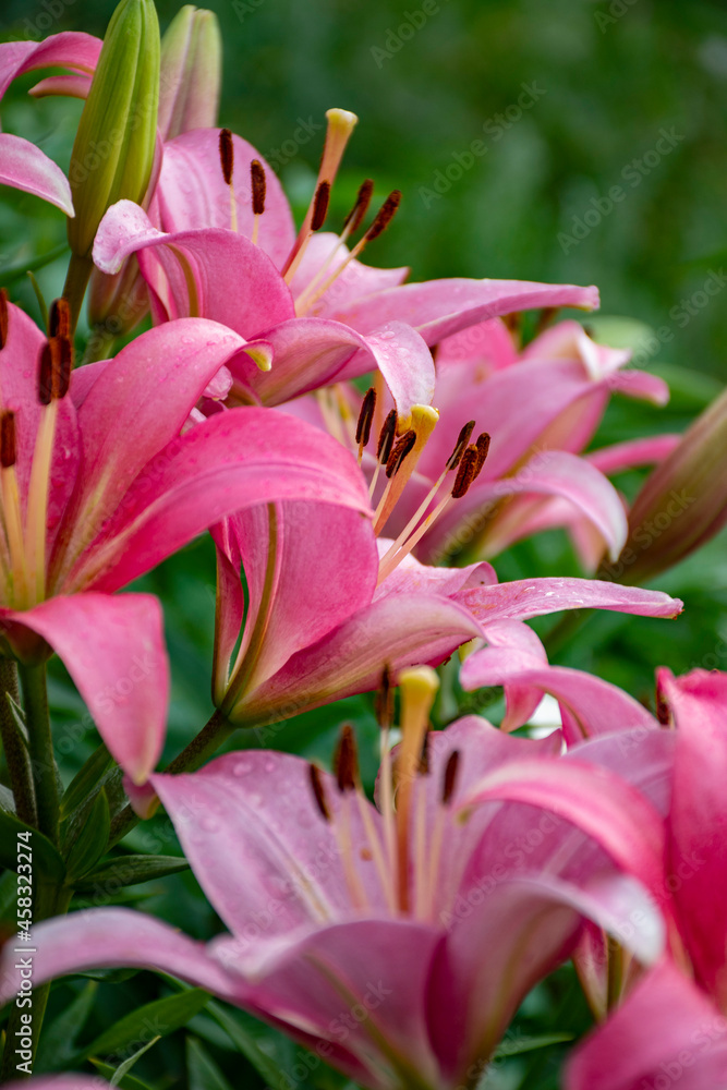 pink lily flower pink lily flower
