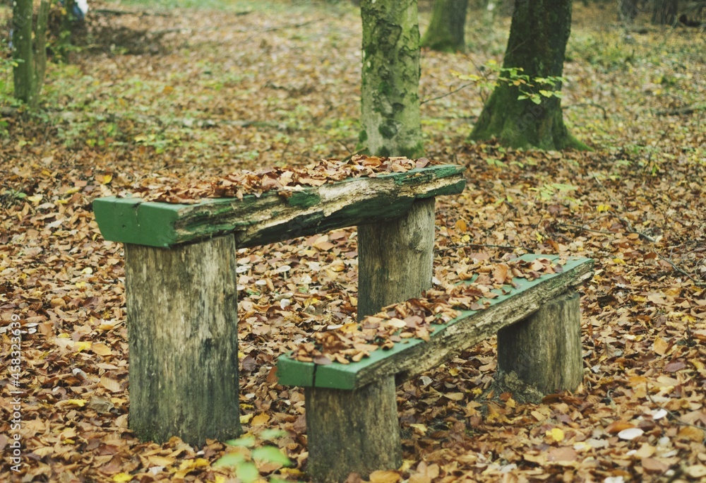 Naklejka premium bench in the autumn forest