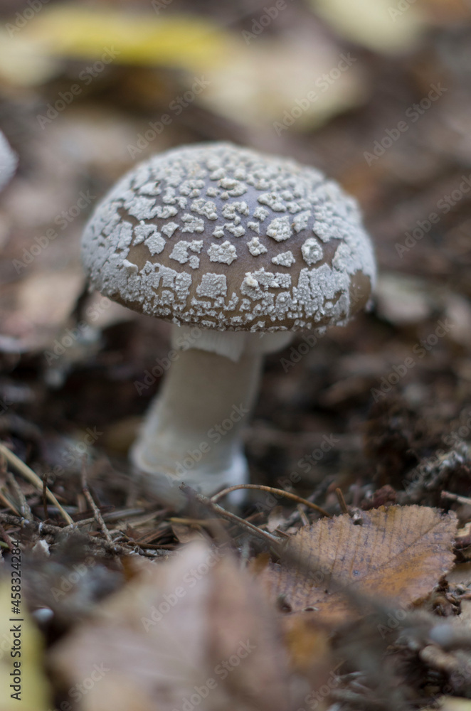 mushrooms in the forest mushrooms in the forest